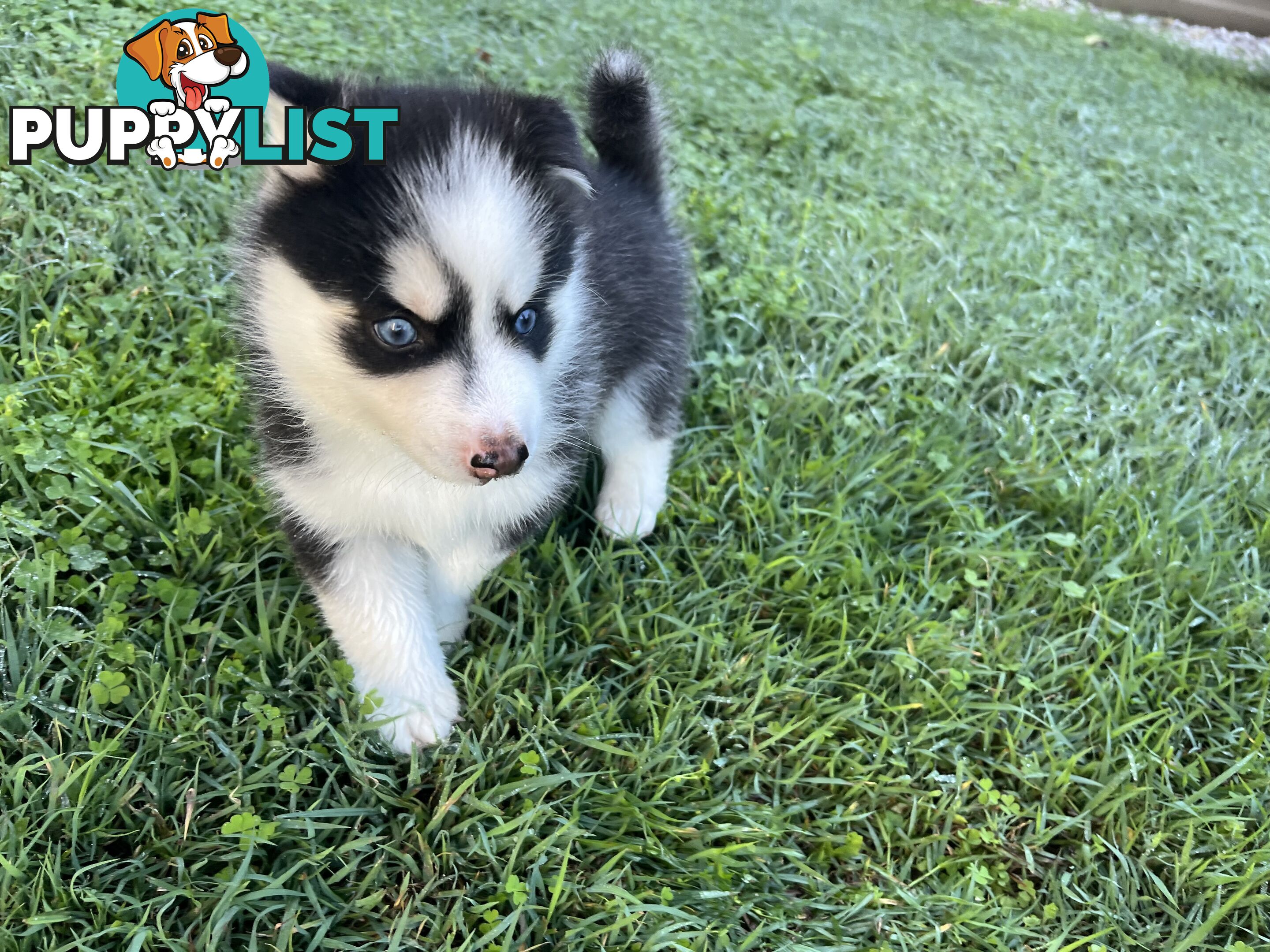 F4 Pomsky Puppies for Sale - 3 Available