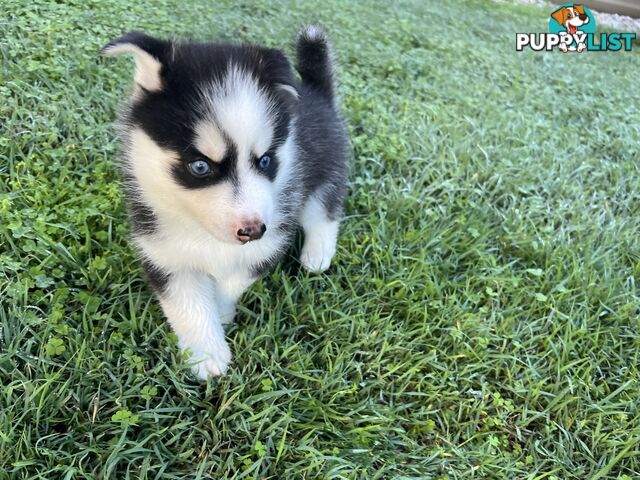 F4 Pomsky Puppies for Sale - 3 Available