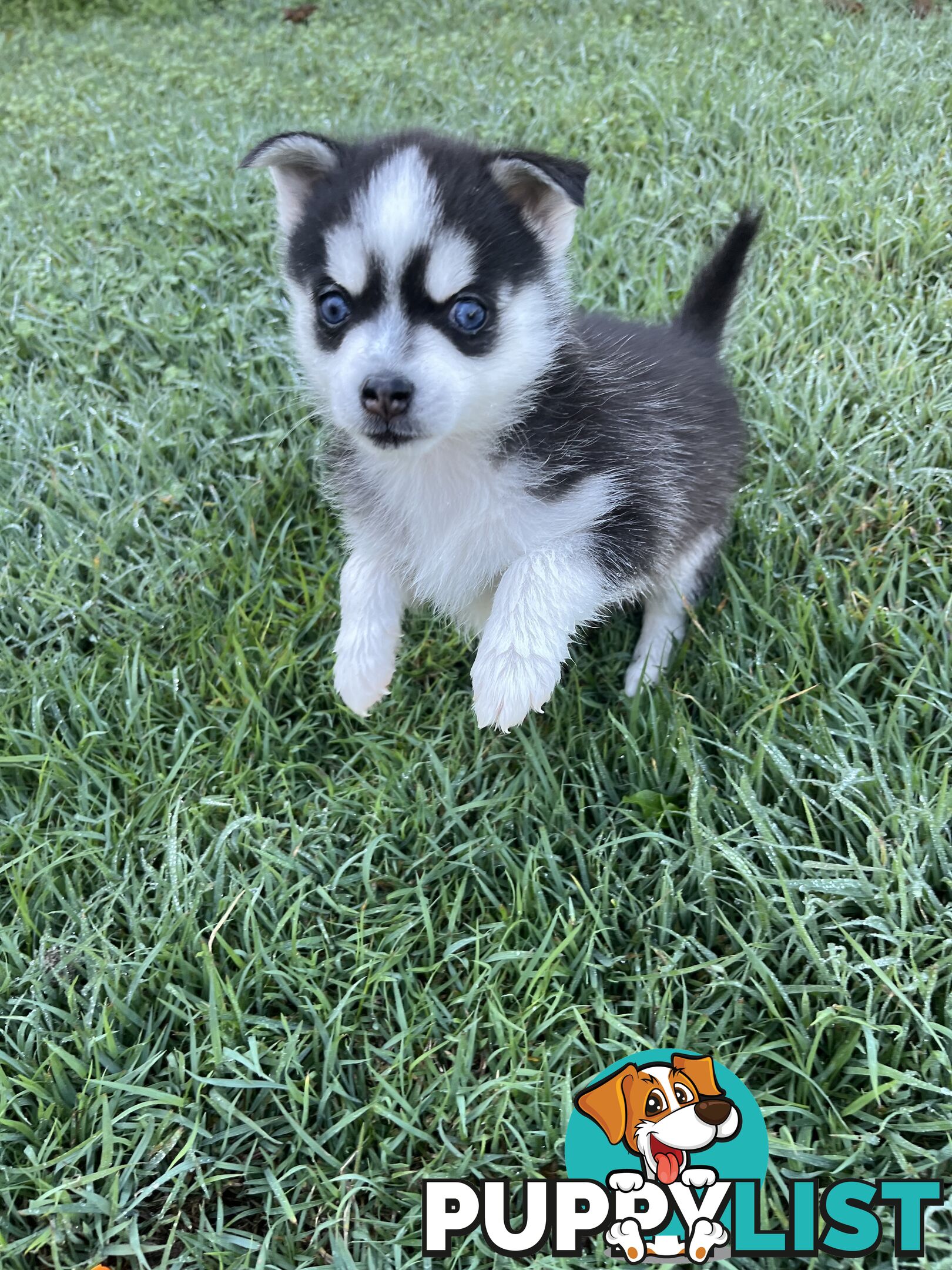 F4 Pomsky Puppies for Sale - 3 Available