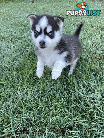 F4 Pomsky Puppies for Sale - 3 Available