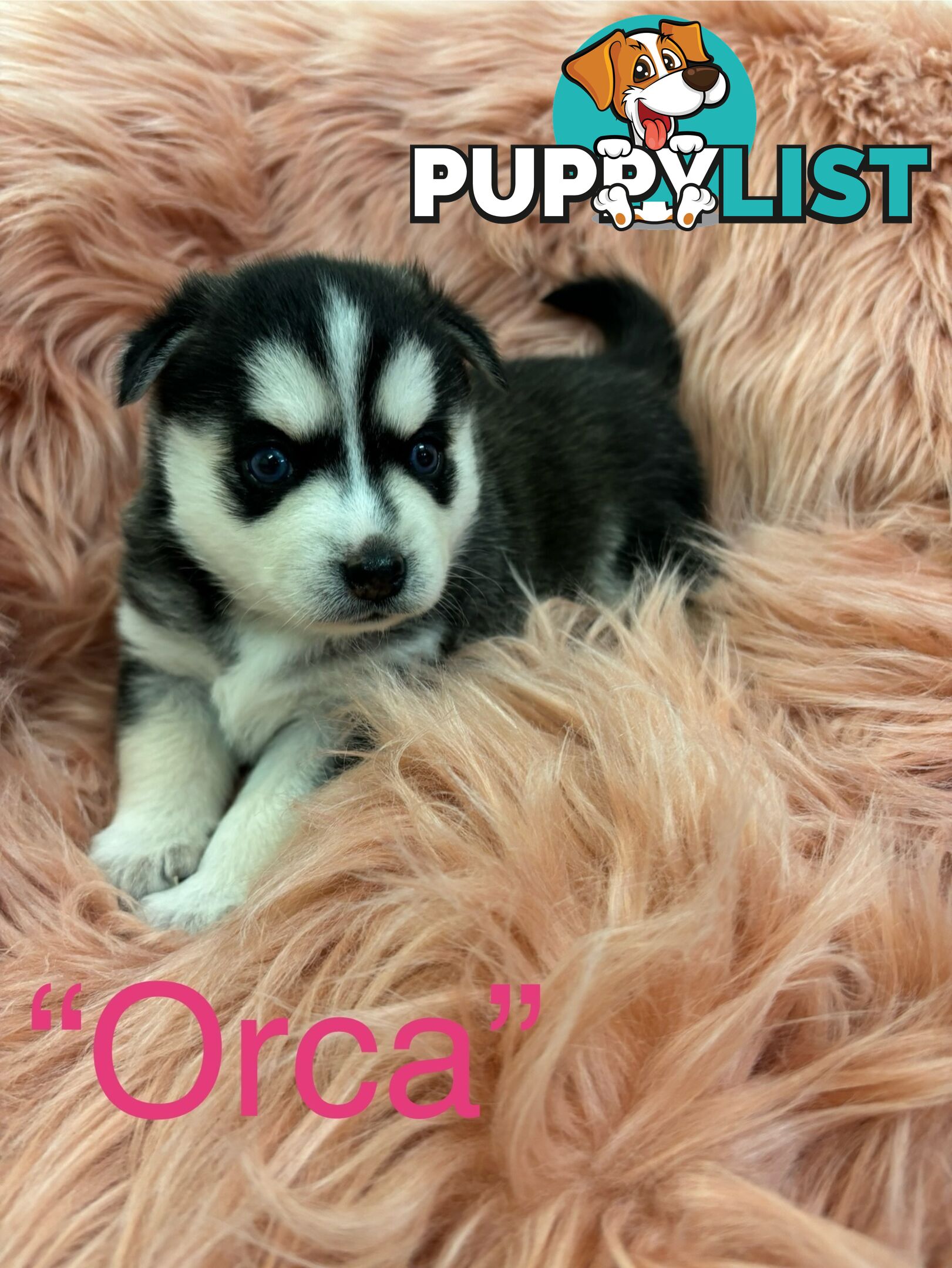 F4 Pomsky Puppies for Sale - 3 Available