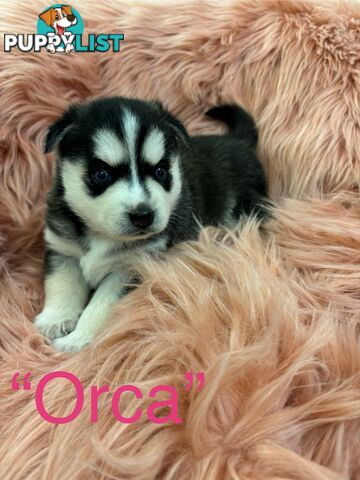 F4 Pomsky Puppies for Sale - 3 Available