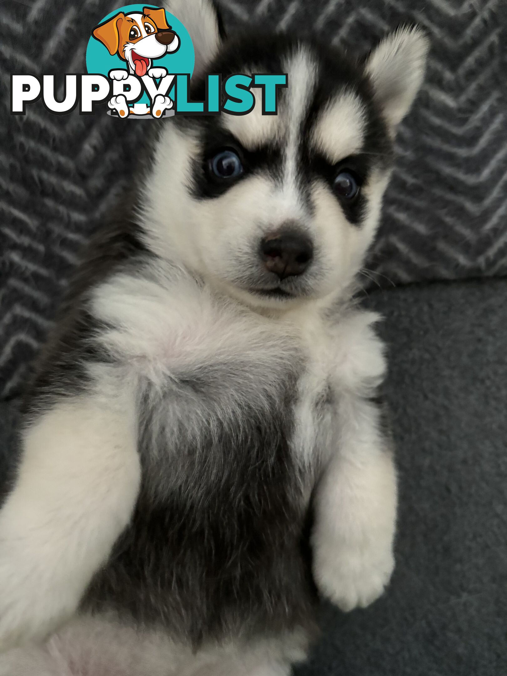 F4 Pomsky Puppies for Sale - 3 Available