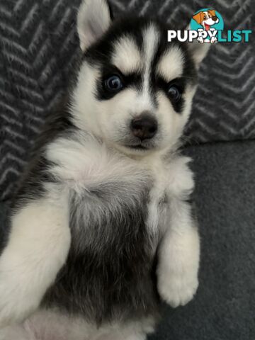 F4 Pomsky Puppies for Sale - 3 Available