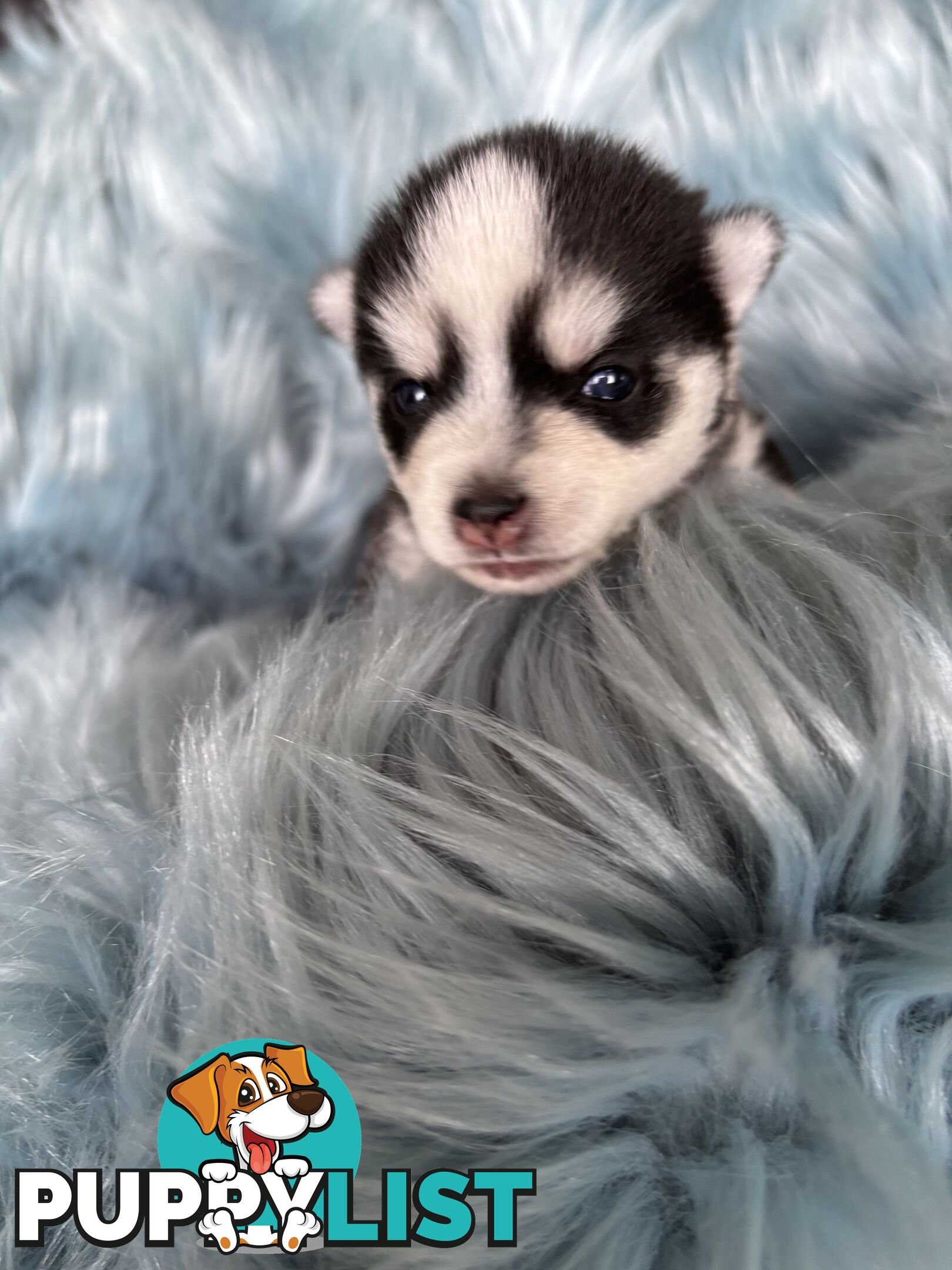 F4 Pomsky Puppies for Sale - 3 Available