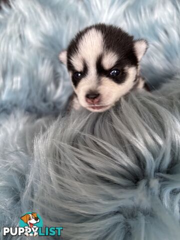 F4 Pomsky Puppies for Sale - 3 Available