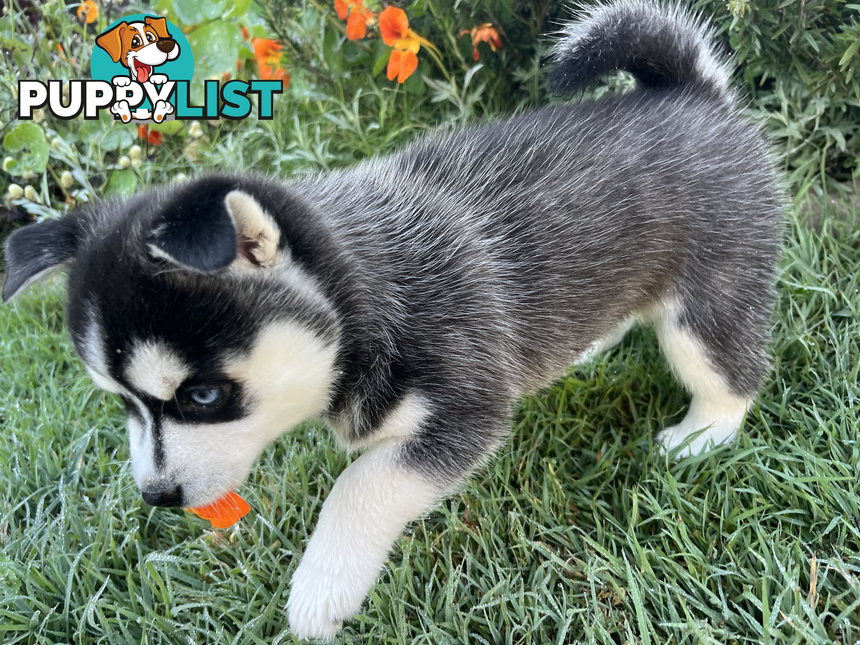 F4 Pomsky Puppies for Sale - 3 Available