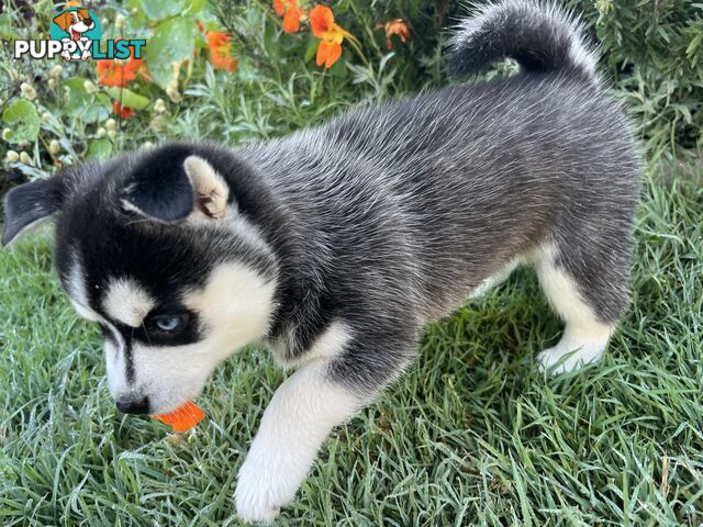 F4 Pomsky Puppies for Sale - 3 Available