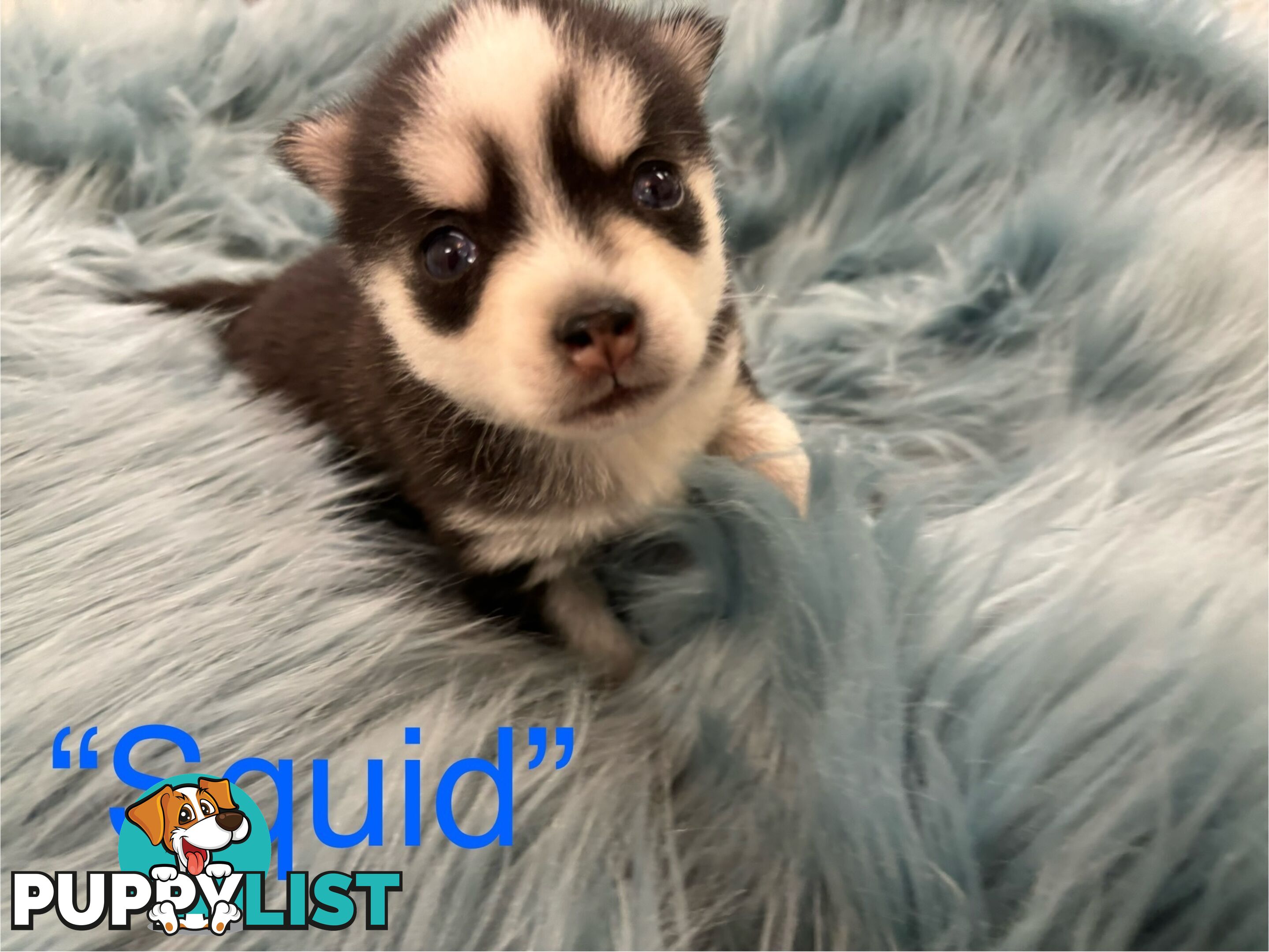 F4 Pomsky Puppies for Sale - 3 Available