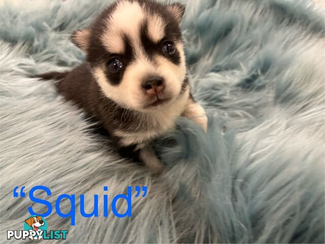 F4 Pomsky Puppies for Sale - 3 Available