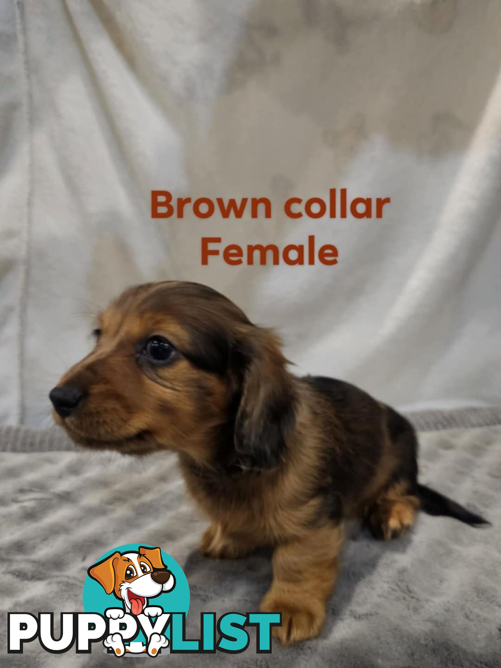 Mini dachshund for sale