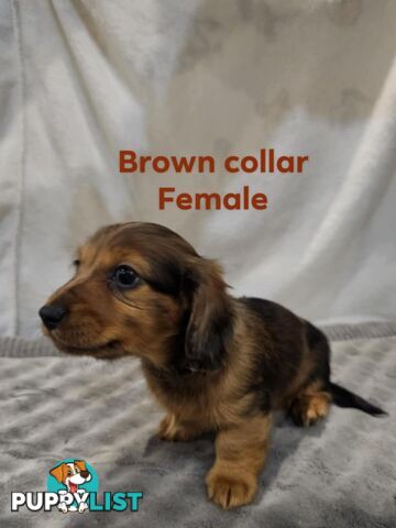 Mini dachshund for sale
