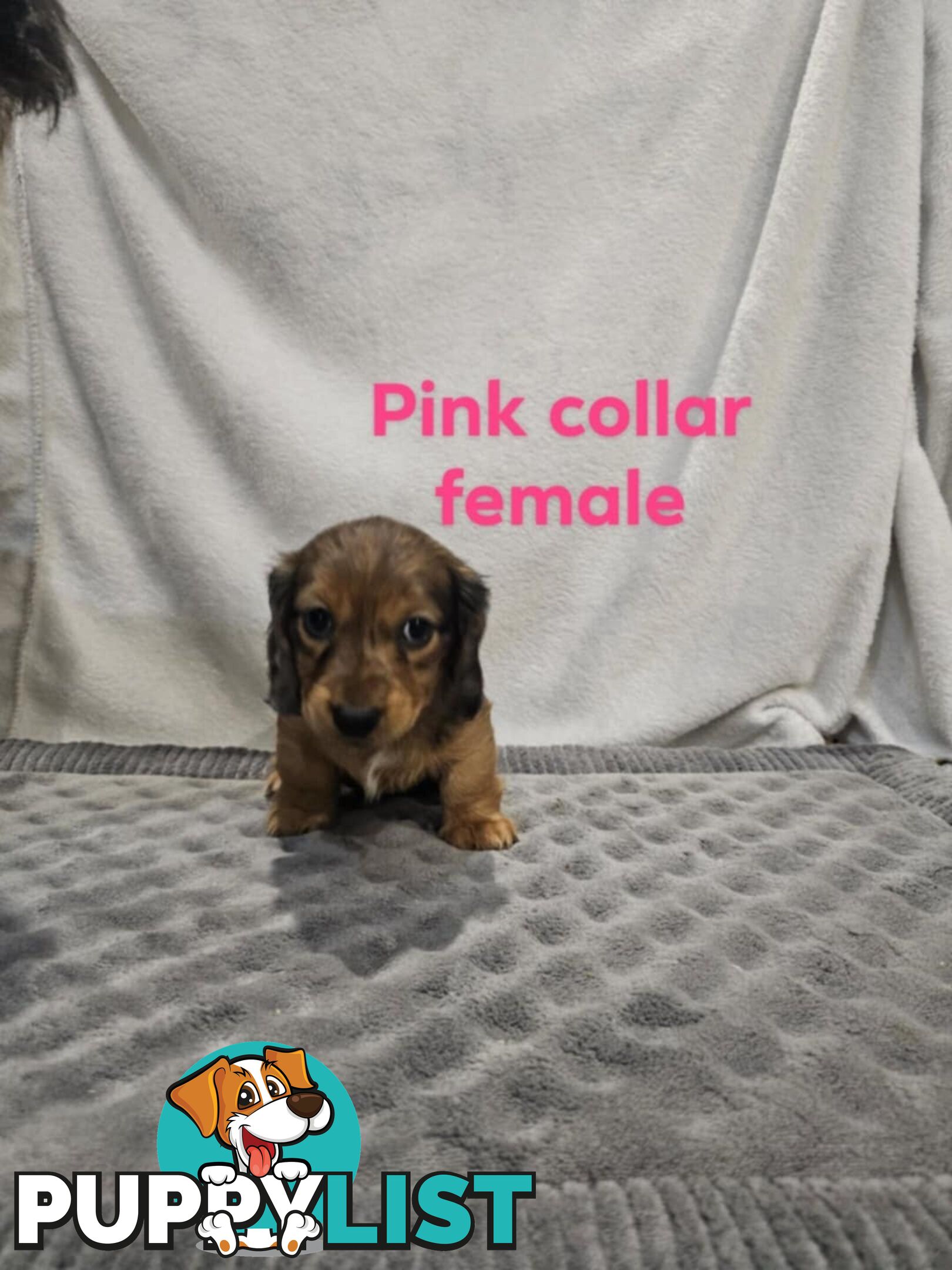 Mini dachshund for sale