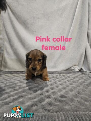 Mini dachshund for sale