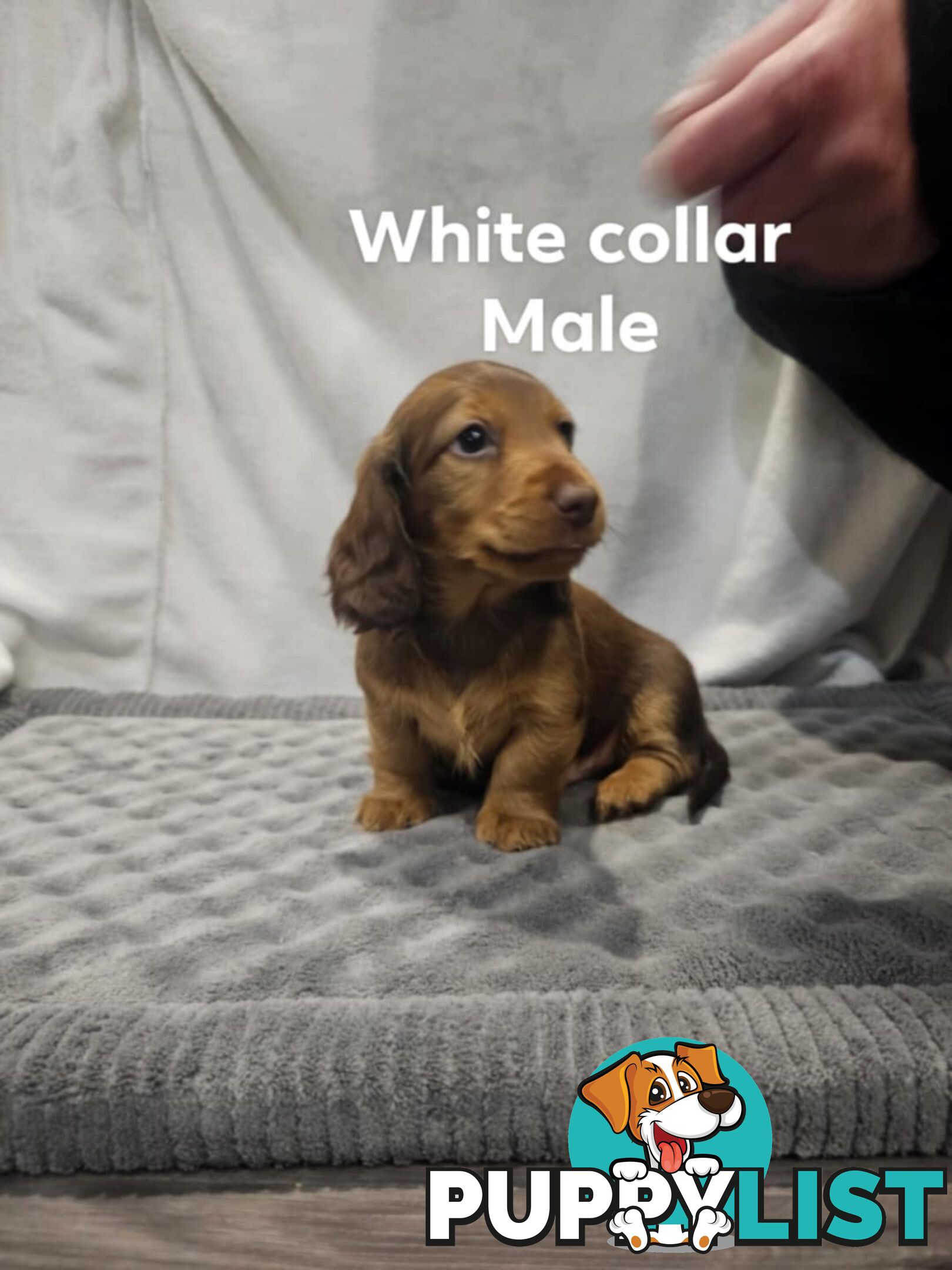 Mini dachshund for sale