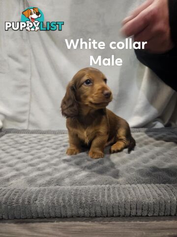 Mini dachshund for sale