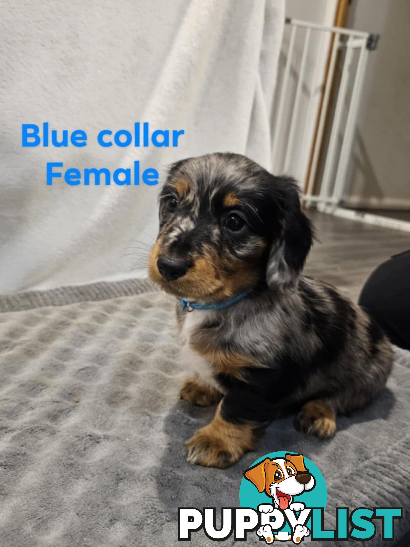 Mini dachshund for sale