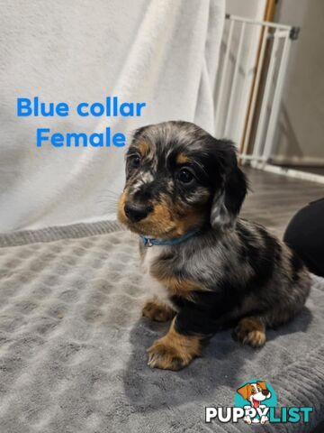 Mini dachshund for sale