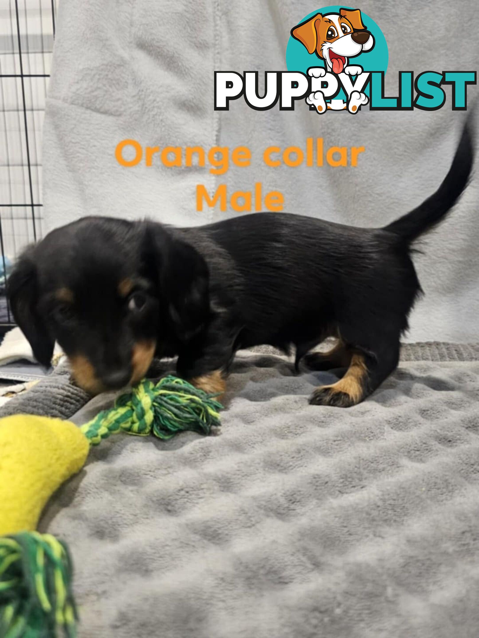 Mini dachshund for sale