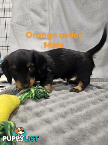 Mini dachshund for sale