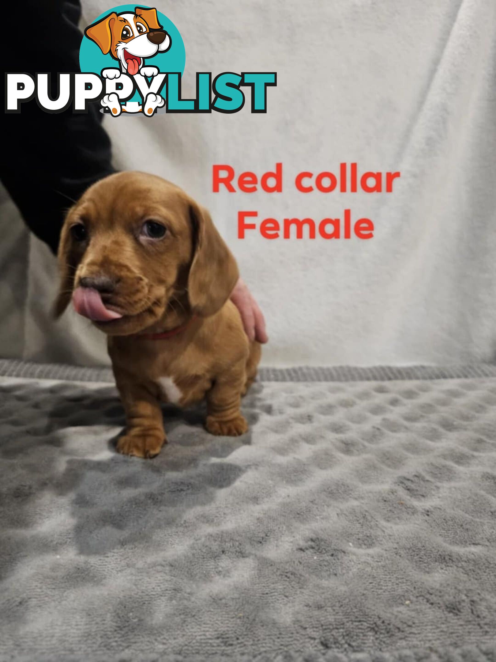 Mini dachshund for sale