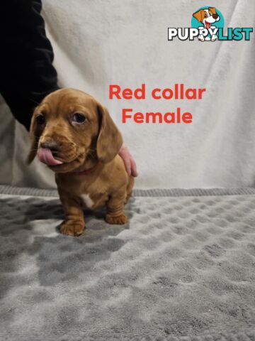 Mini dachshund for sale
