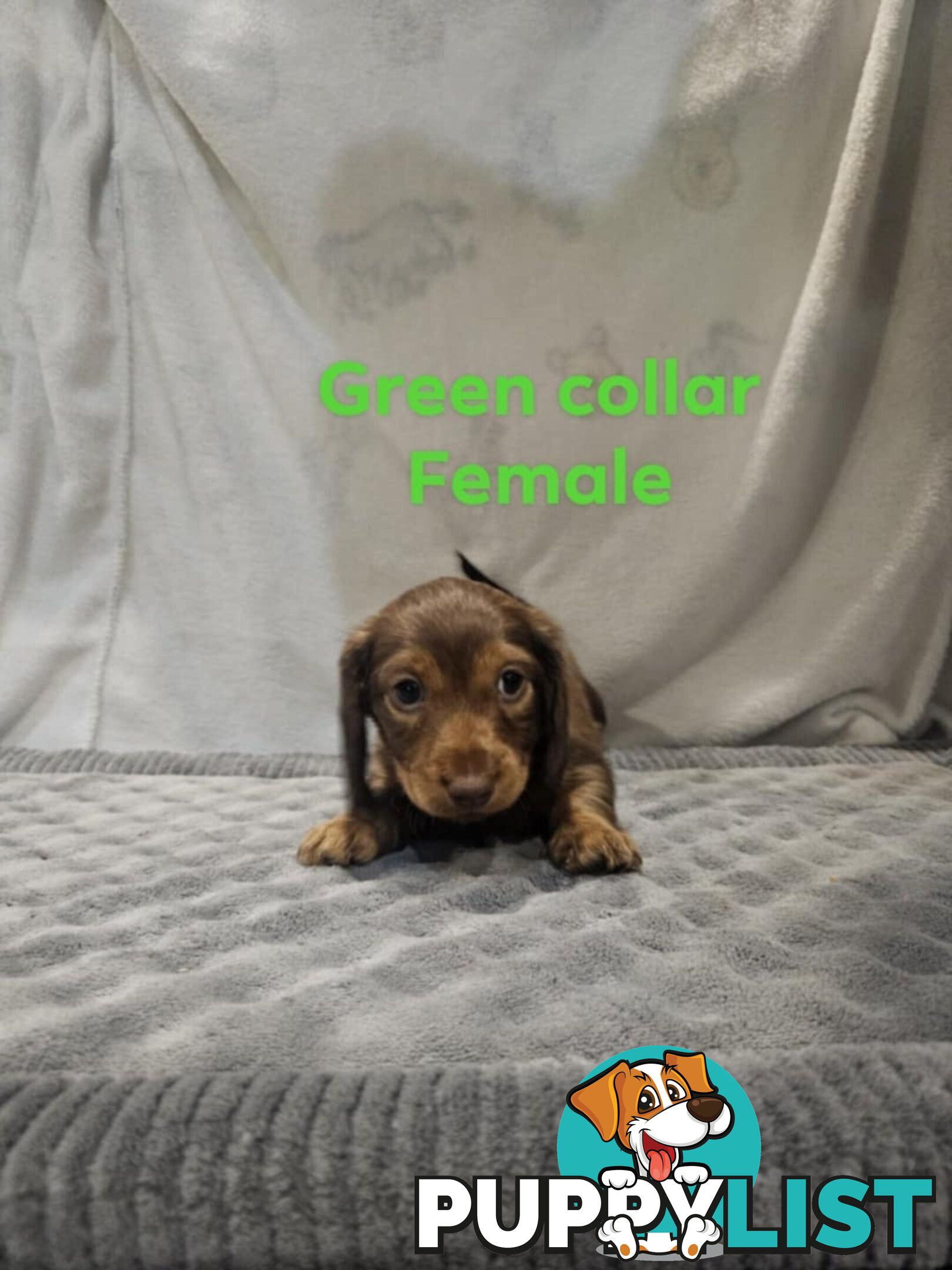Mini dachshund for sale