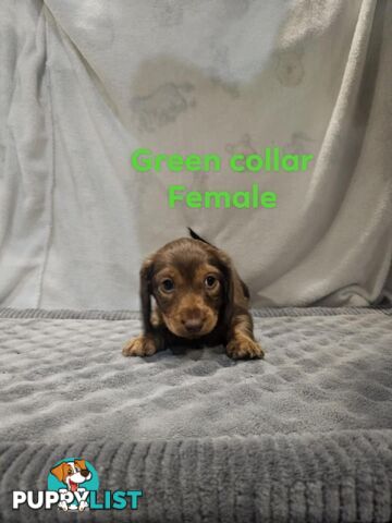 Mini dachshund for sale