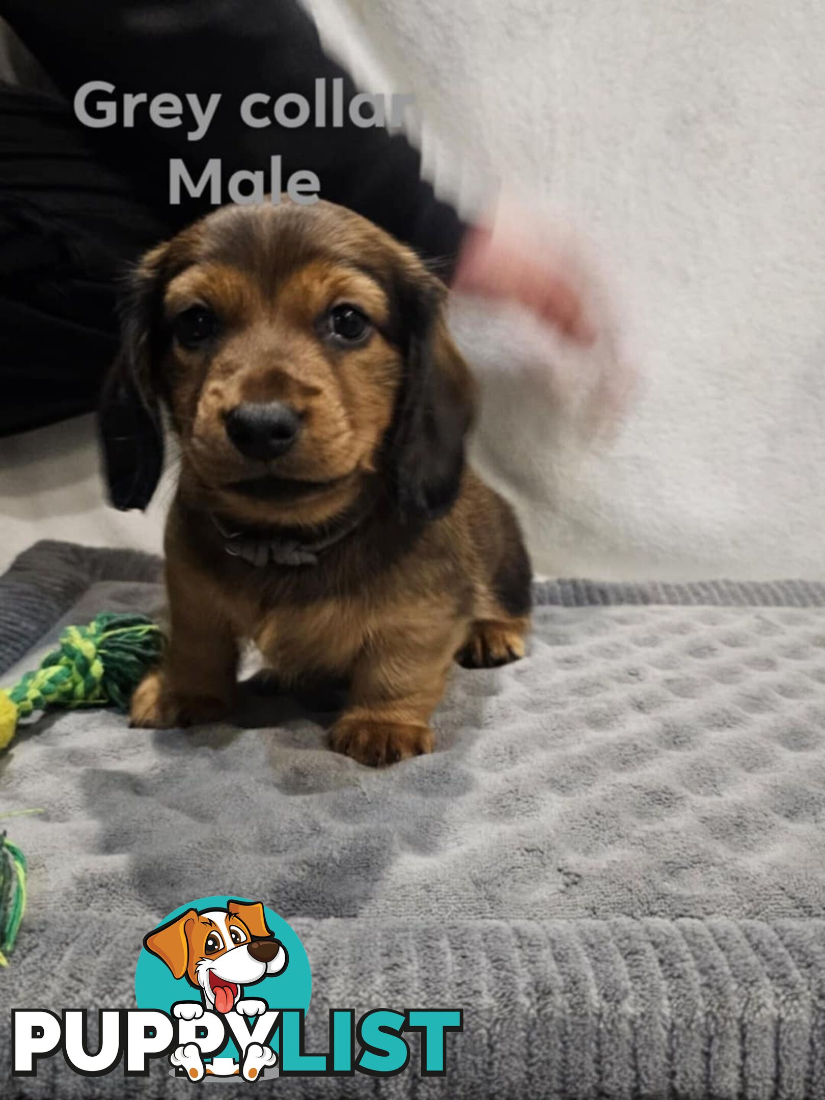 Mini dachshund for sale
