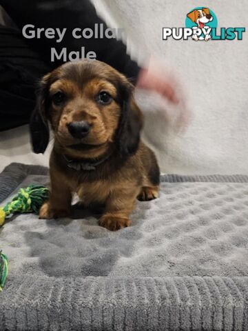 Mini dachshund for sale