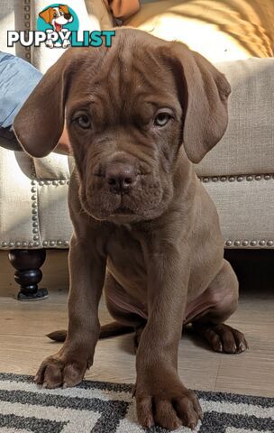 ULTIMATE MASTIFF (Dogue De Bordeaux X Neopolitan Mastiff)