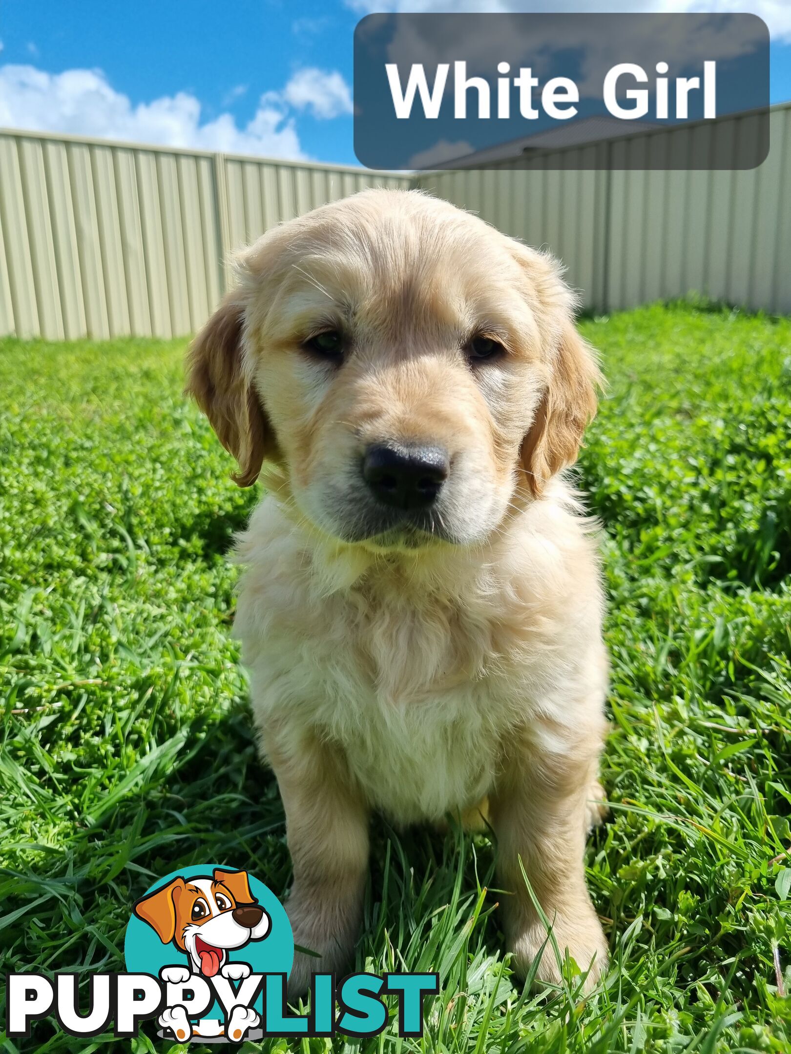 Golden Retriever Puppies