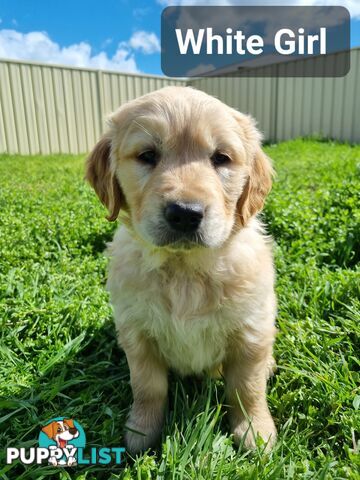 Golden Retriever Puppies