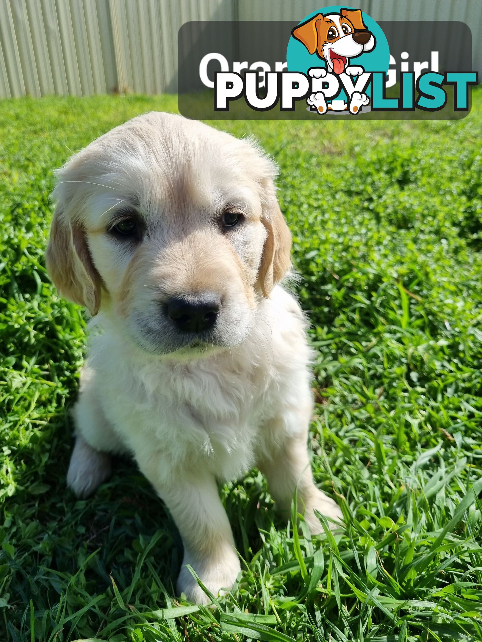 Golden Retriever Puppies