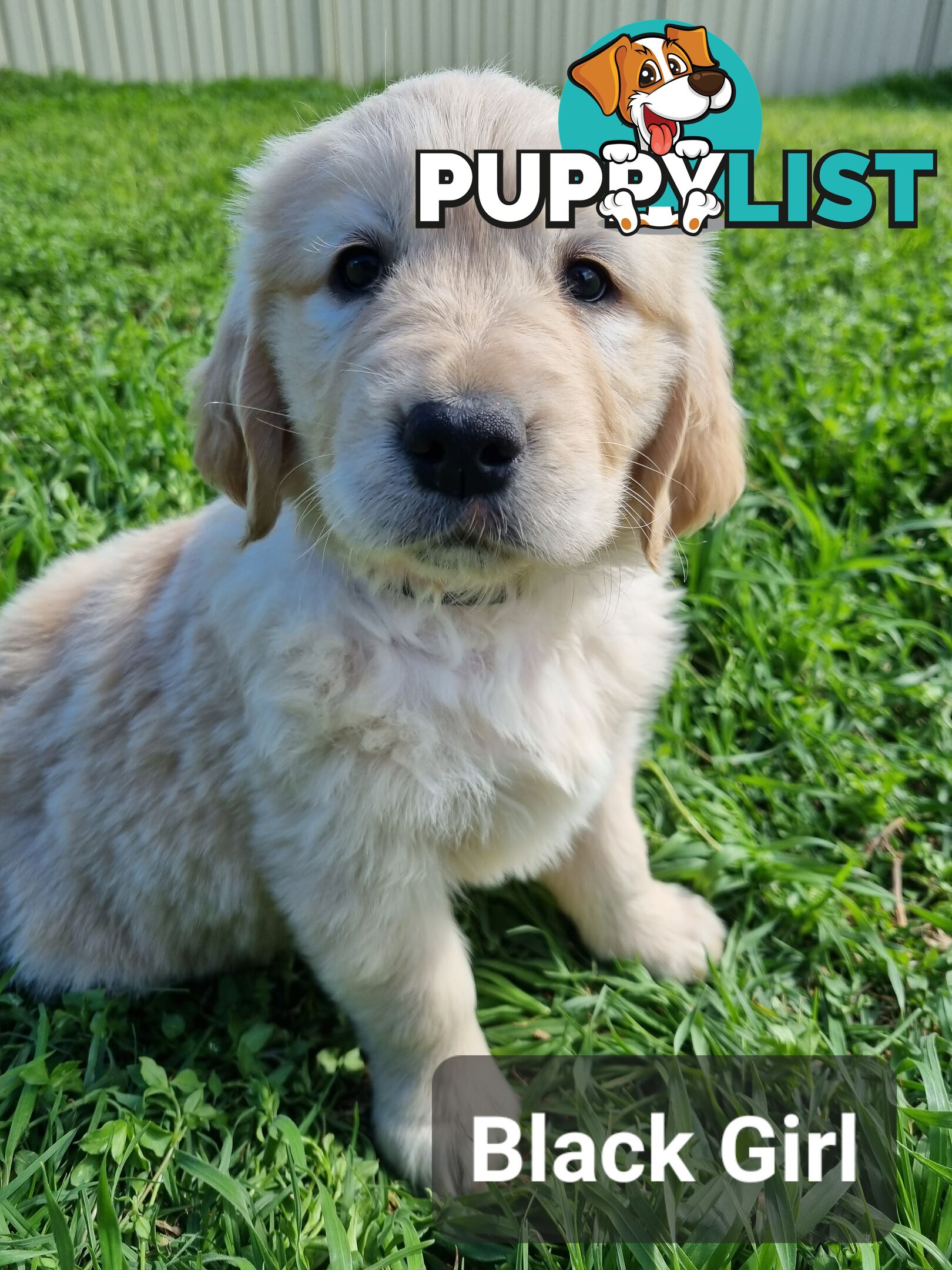 Golden Retriever Puppies