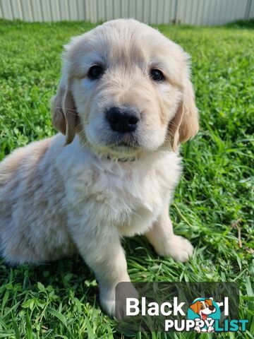 Golden Retriever Puppies