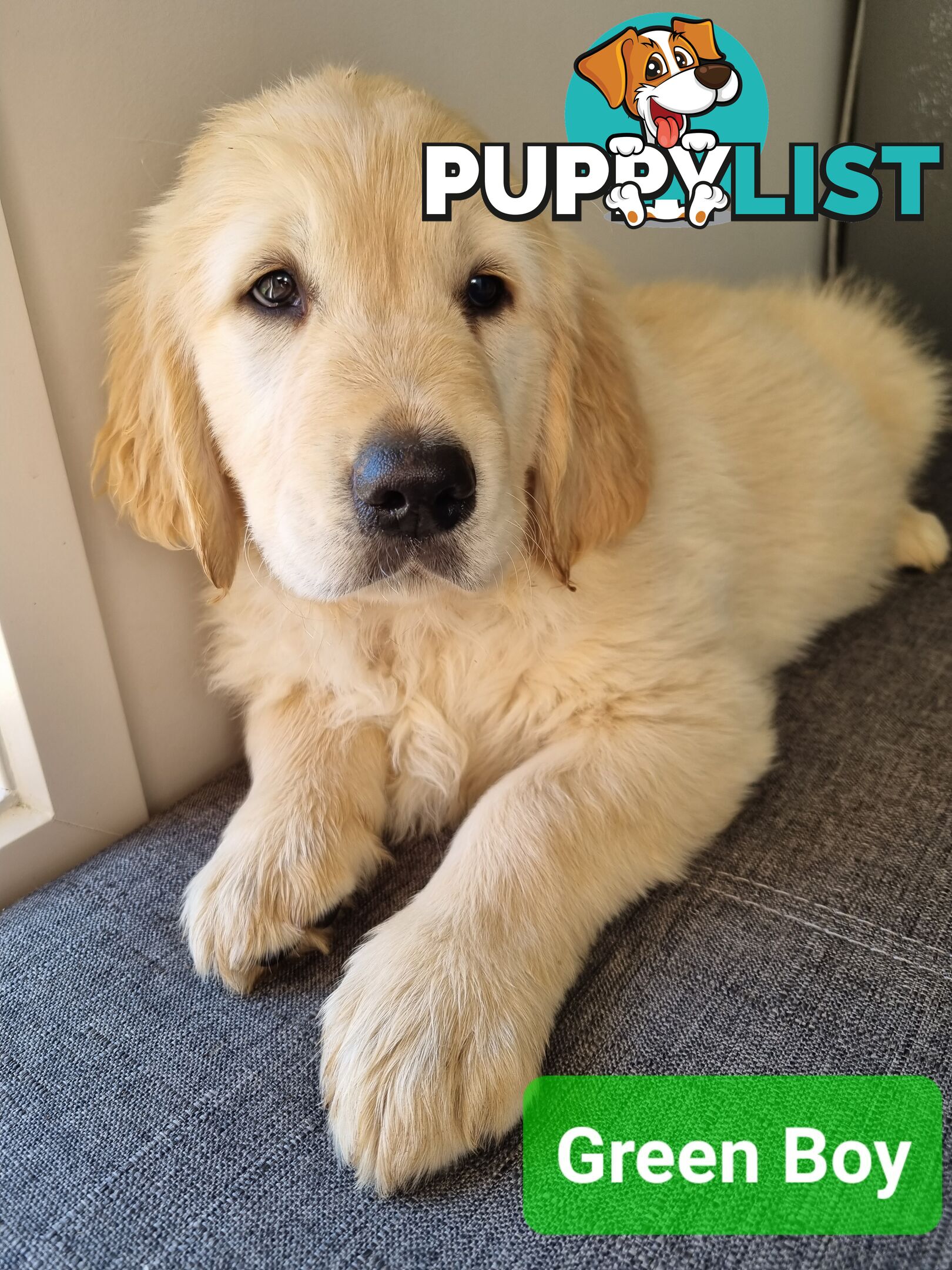 Golden Retriever Puppies