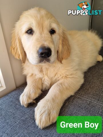 Golden Retriever Puppies