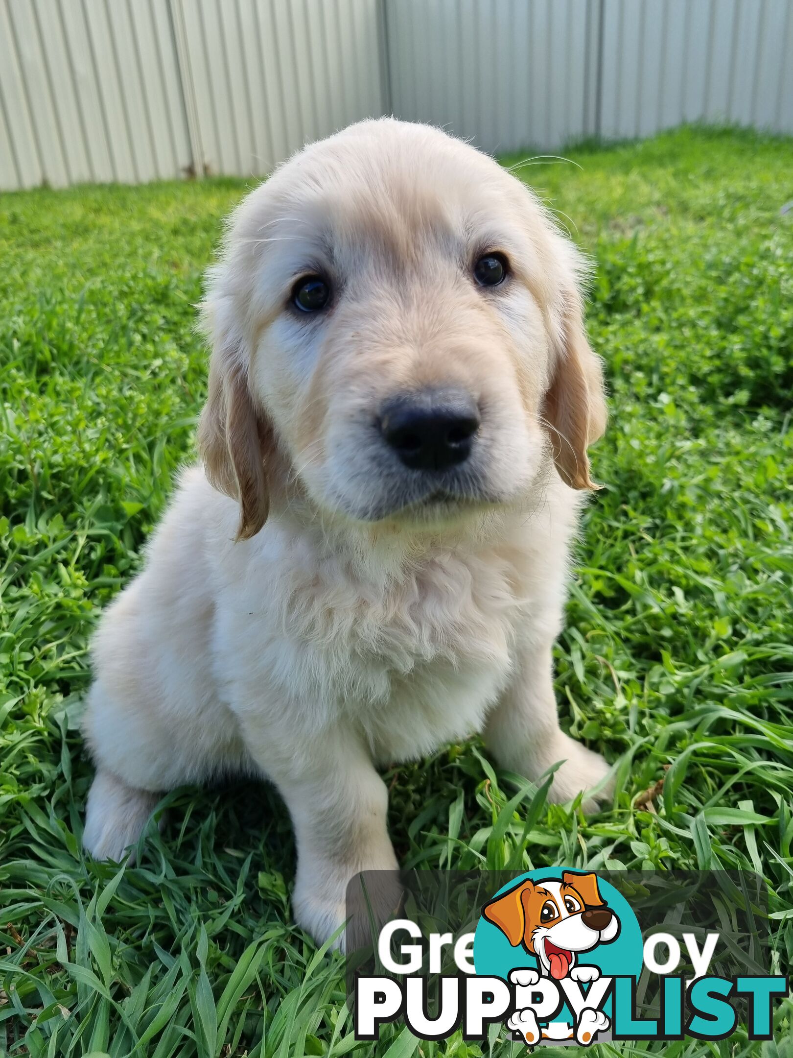 Golden Retriever Puppies