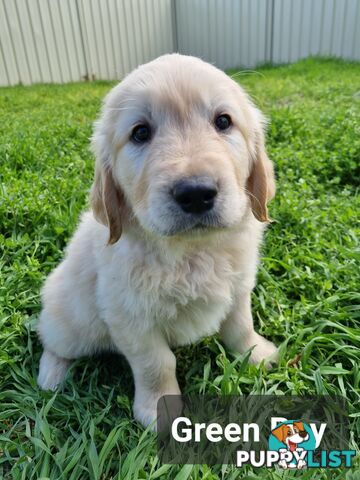 Golden Retriever Puppies