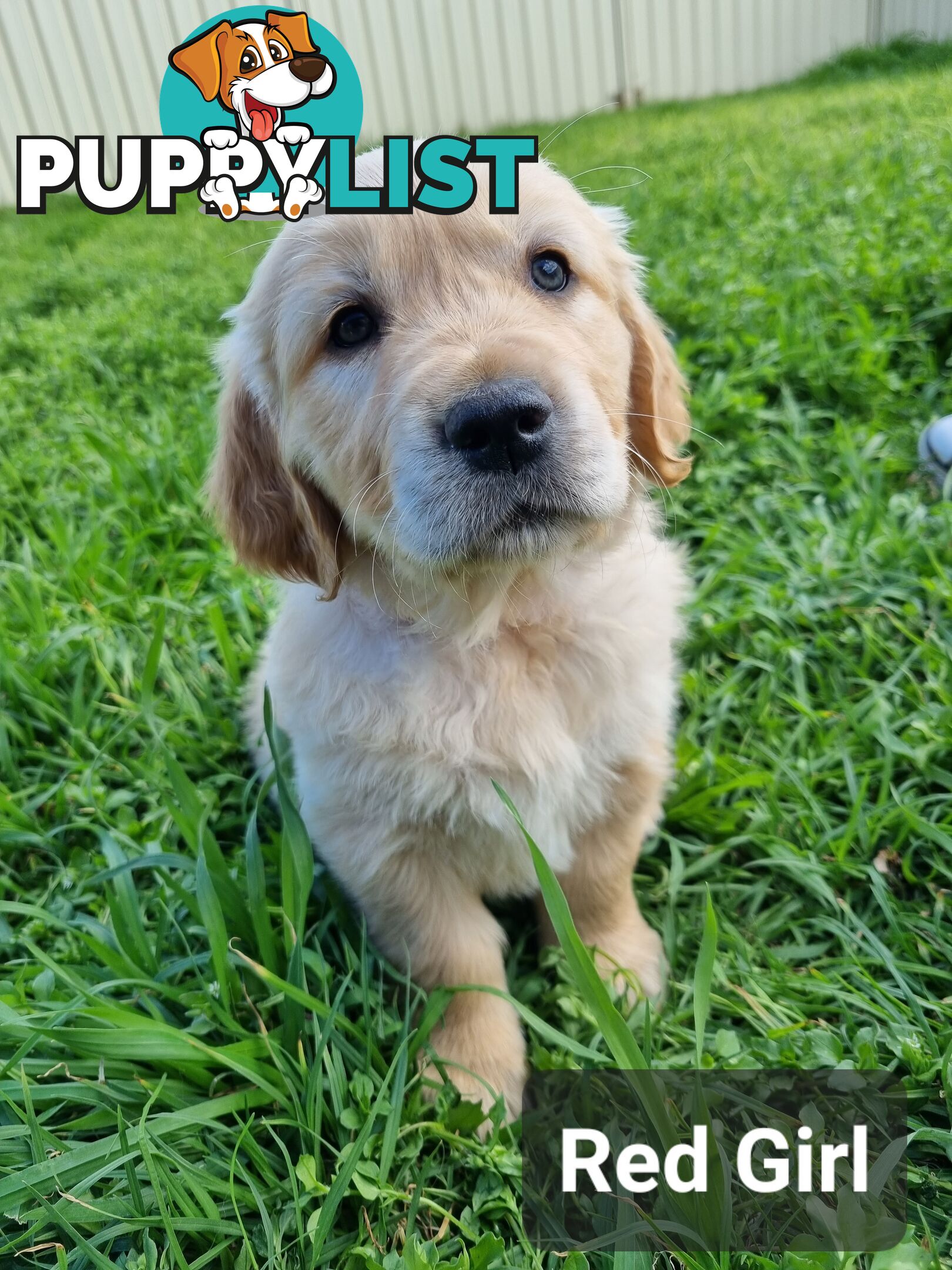 Golden Retriever Puppies