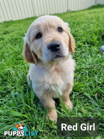 Golden Retriever Puppies