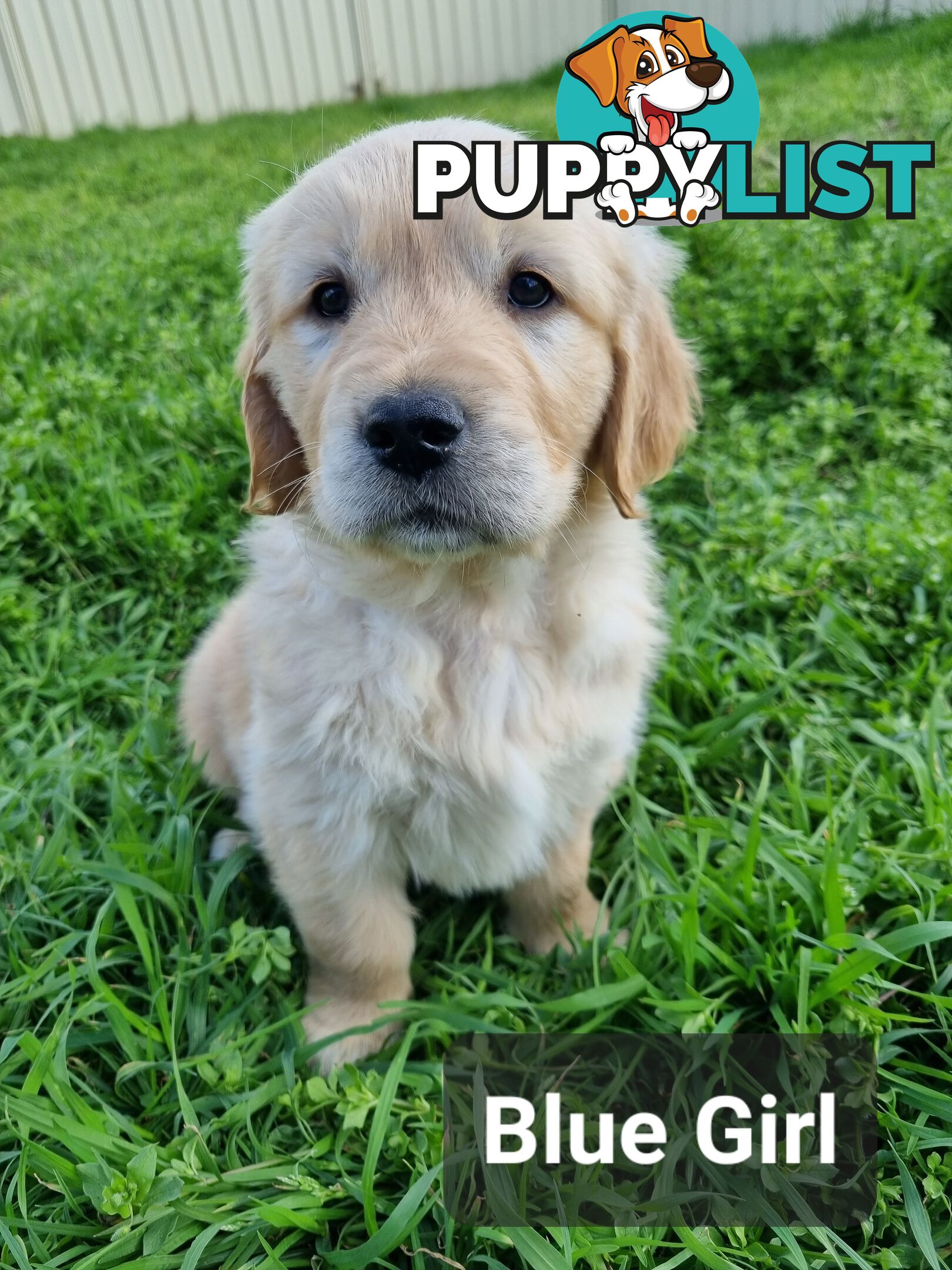 Golden Retriever Puppies