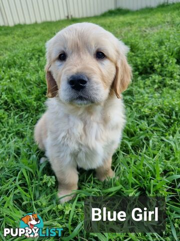 Golden Retriever Puppies