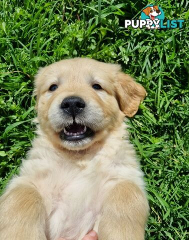 Golden Retriever Puppies