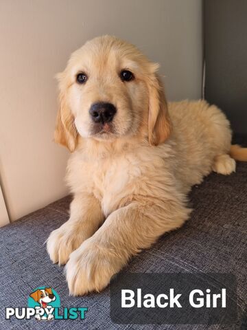 Golden Retriever Puppies