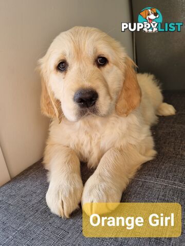 Golden Retriever Puppies