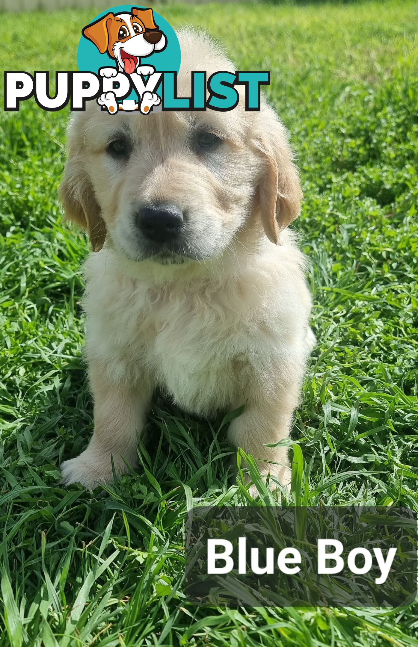 Golden Retriever Puppies