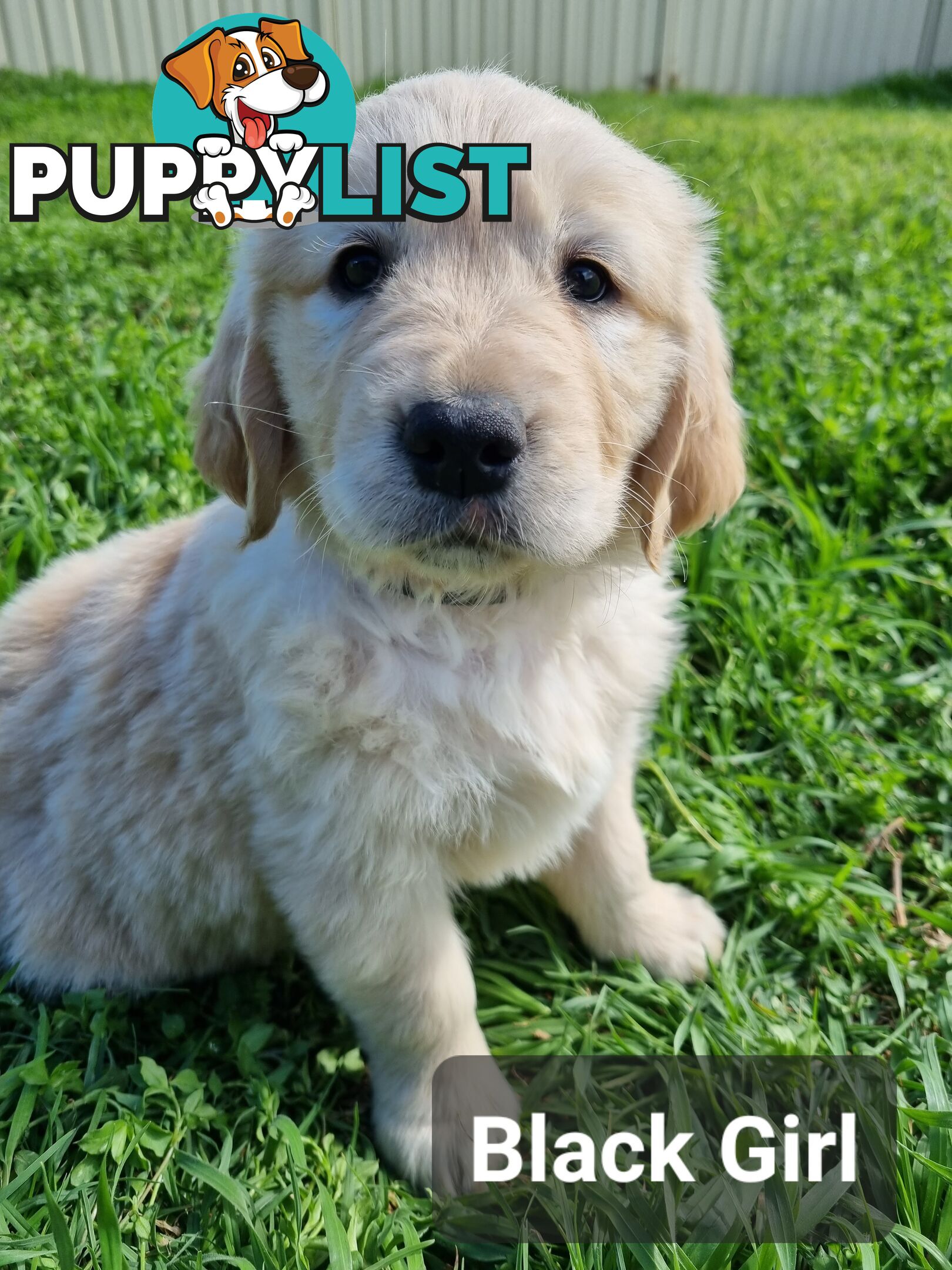 Golden Retriever Puppies