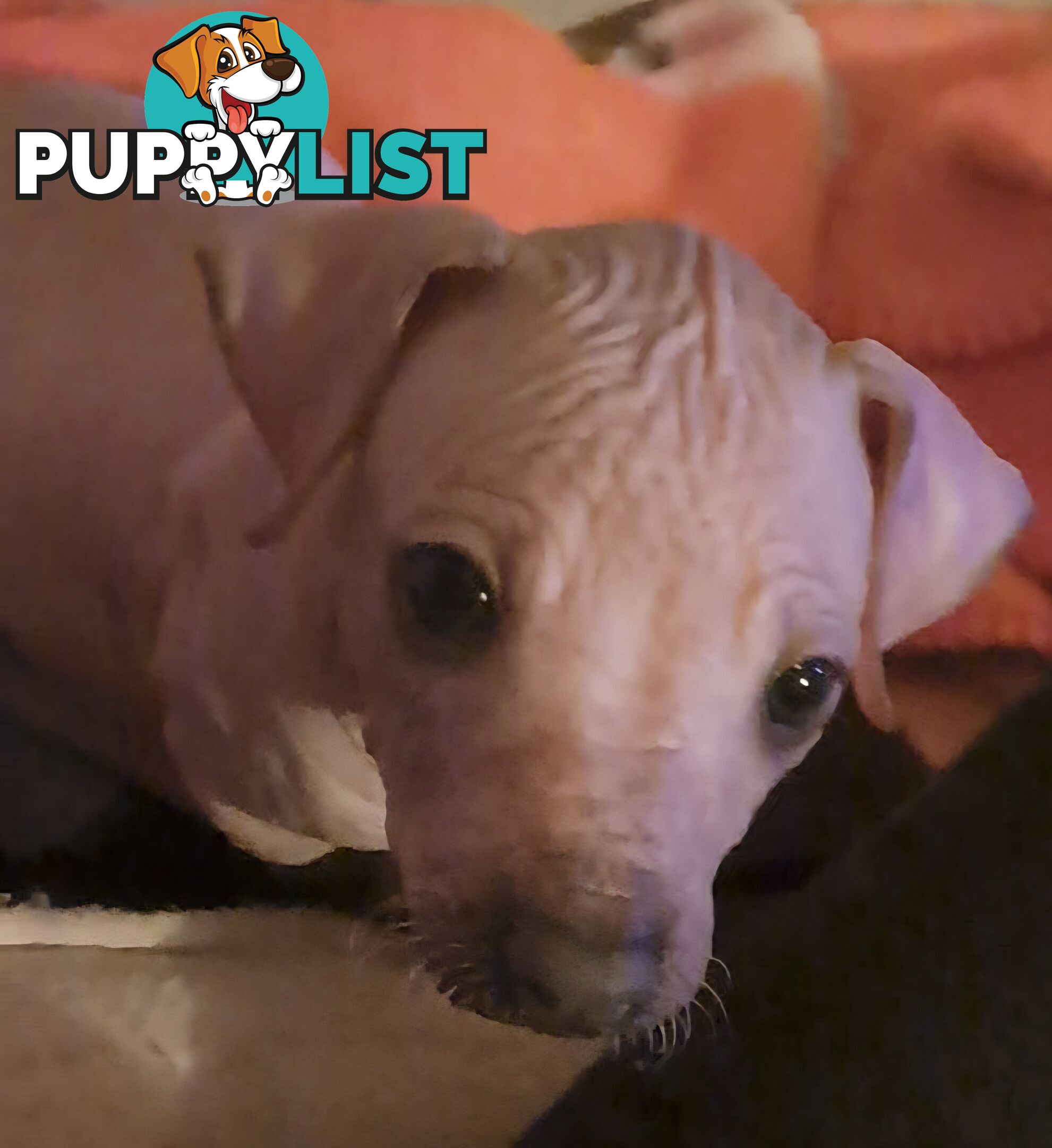 Puppies Hypo-allergenic Hairless and coated Puppies